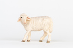 Schaf stehend, Kopf gedreht Nr. 15